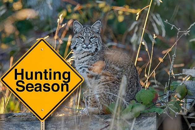 attachment-Indiana bobcat hunting season