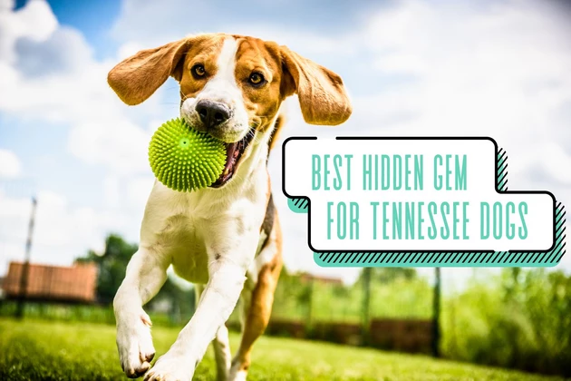 attachment-Tennessee Dog Parks (1)