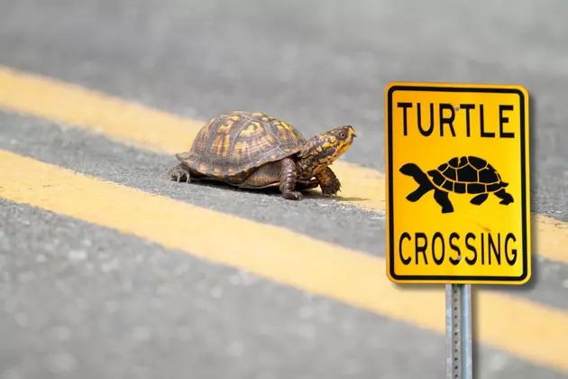 attachment-Turtle Crossing (1)