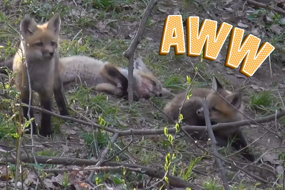 Indiana Nature Photographer Captures Adorable Young Foxes Playing at State Park
