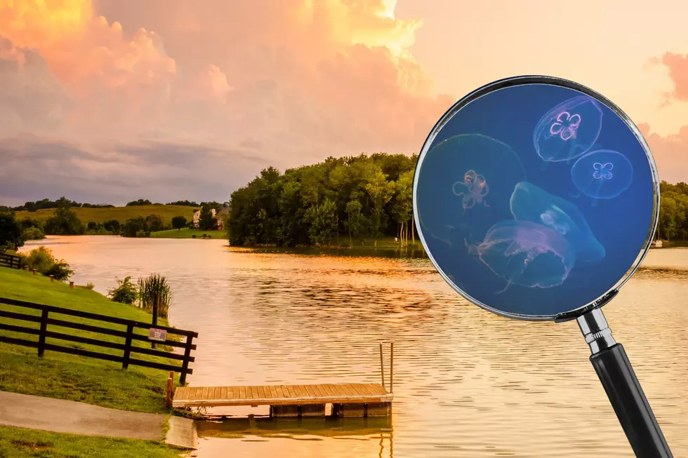 Jellyfish are Thriving In Kentucky It Turns Out Jellyfish Aren’t Strangers to the Bluegrass State