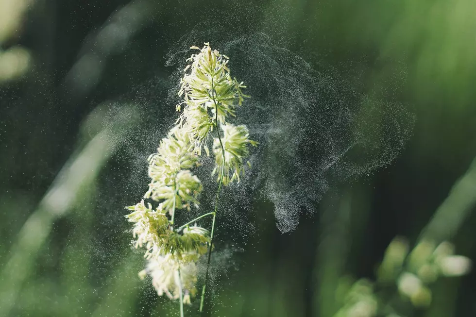 Allergies Acting Up? You’re Not Alone! Indiana is Dealing With High Allergen Levels