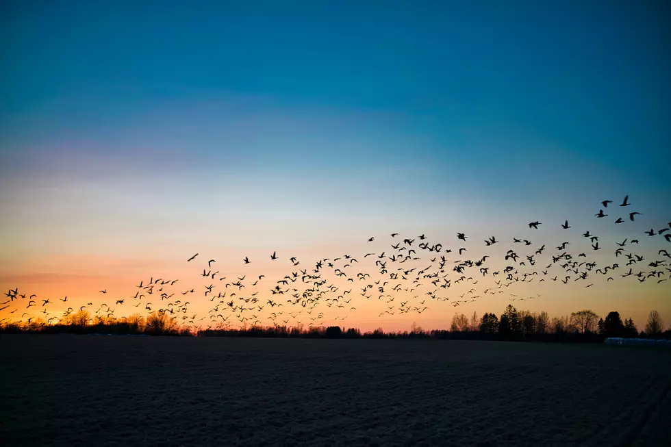 Turn Off Your Lights: Help 12.9 Million Birds Migrate Safely Over Indiana