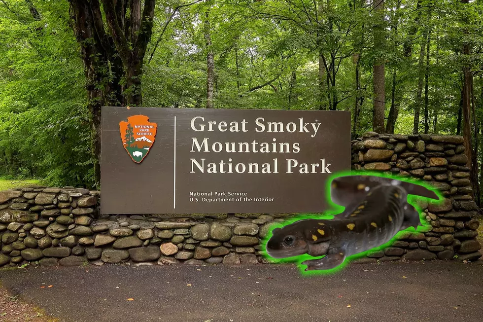 Researchers Discover Salamanders in the Smoky Mountains Glow