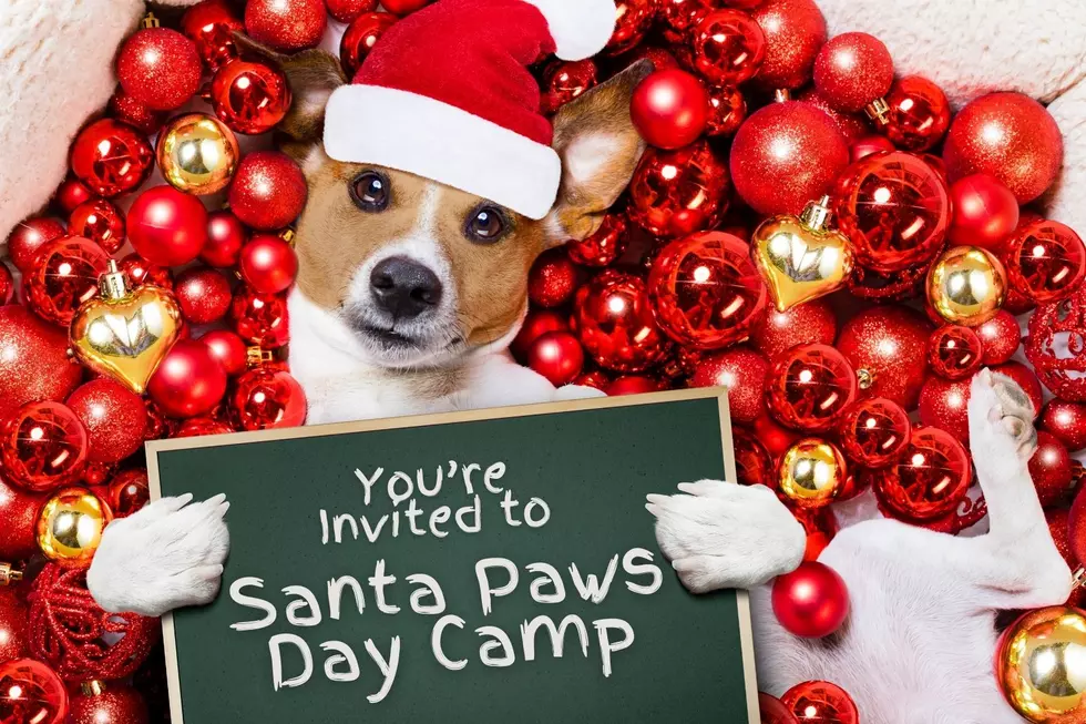Indiana Animal Rescue Hosting ‘Santa Paws Day Camp’ for Ages 5-12