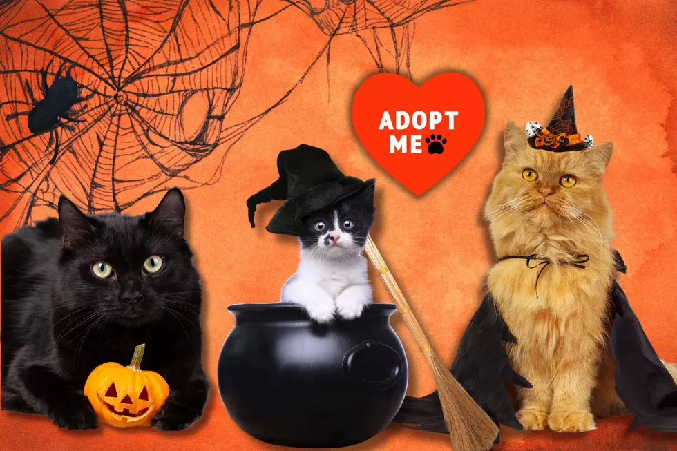 Find Your Purrfect Halloween Cat In The Evansville Area