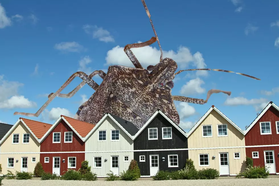 The Spring Stink Bug Invasion is Underway in Indiana and Kentucky